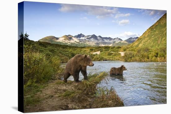 Two Year Old Grizzly Bears on Riverbank at Kinak Bay-Paul Souders-Stretched Canvas
