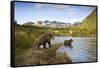 Two Year Old Grizzly Bears on Riverbank at Kinak Bay-Paul Souders-Framed Stretched Canvas