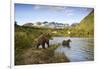 Two Year Old Grizzly Bears on Riverbank at Kinak Bay-Paul Souders-Framed Photographic Print