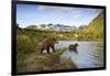 Two Year Old Grizzly Bears on Riverbank at Kinak Bay-Paul Souders-Framed Photographic Print