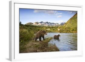 Two Year Old Grizzly Bears on Riverbank at Kinak Bay-Paul Souders-Framed Photographic Print