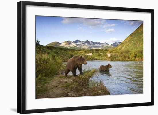 Two Year Old Grizzly Bears on Riverbank at Kinak Bay-Paul Souders-Framed Photographic Print