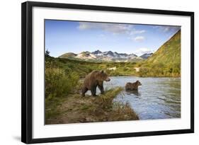 Two Year Old Grizzly Bears on Riverbank at Kinak Bay-Paul Souders-Framed Photographic Print