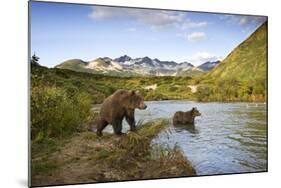 Two Year Old Grizzly Bears on Riverbank at Kinak Bay-Paul Souders-Mounted Photographic Print