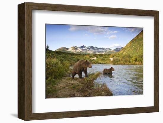 Two Year Old Grizzly Bears on Riverbank at Kinak Bay-Paul Souders-Framed Photographic Print