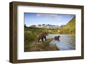 Two Year Old Grizzly Bears on Riverbank at Kinak Bay-Paul Souders-Framed Photographic Print