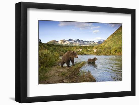 Two Year Old Grizzly Bears on Riverbank at Kinak Bay-Paul Souders-Framed Photographic Print