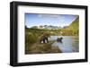 Two Year Old Grizzly Bears on Riverbank at Kinak Bay-Paul Souders-Framed Photographic Print