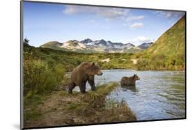 Two Year Old Grizzly Bears on Riverbank at Kinak Bay-Paul Souders-Mounted Photographic Print