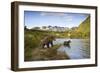 Two Year Old Grizzly Bears on Riverbank at Kinak Bay-Paul Souders-Framed Photographic Print