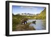 Two Year Old Grizzly Bears on Riverbank at Kinak Bay-Paul Souders-Framed Photographic Print