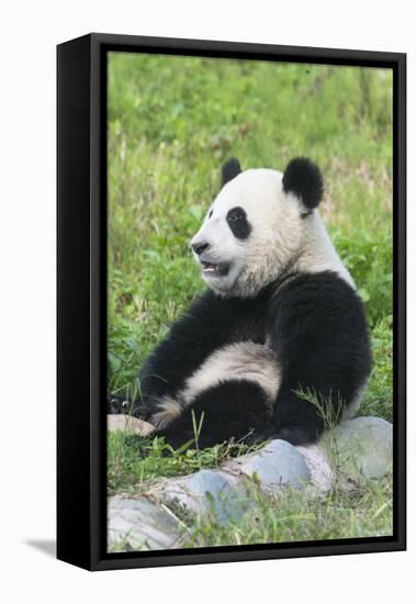 Two Year Old Young Giant Panda (Ailuropoda Melanoleuca), Chengdu, Sichuan, China, Asia-G&M Therin-Weise-Framed Stretched Canvas