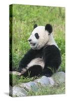 Two Year Old Young Giant Panda (Ailuropoda Melanoleuca), Chengdu, Sichuan, China, Asia-G&M Therin-Weise-Stretched Canvas