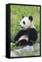 Two Year Old Young Giant Panda (Ailuropoda Melanoleuca), Chengdu, Sichuan, China, Asia-G&M Therin-Weise-Framed Stretched Canvas