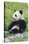Two Year Old Young Giant Panda (Ailuropoda Melanoleuca), Chengdu, Sichuan, China, Asia-G&M Therin-Weise-Stretched Canvas
