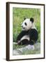 Two Year Old Young Giant Panda (Ailuropoda Melanoleuca), Chengdu, Sichuan, China, Asia-G&M Therin-Weise-Framed Photographic Print