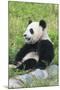 Two Year Old Young Giant Panda (Ailuropoda Melanoleuca), Chengdu, Sichuan, China, Asia-G&M Therin-Weise-Mounted Photographic Print