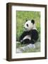 Two Year Old Young Giant Panda (Ailuropoda Melanoleuca), Chengdu, Sichuan, China, Asia-G&M Therin-Weise-Framed Photographic Print