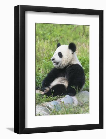 Two Year Old Young Giant Panda (Ailuropoda Melanoleuca), Chengdu, Sichuan, China, Asia-G&M Therin-Weise-Framed Photographic Print