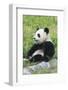 Two Year Old Young Giant Panda (Ailuropoda Melanoleuca), Chengdu, Sichuan, China, Asia-G&M Therin-Weise-Framed Photographic Print