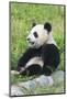 Two Year Old Young Giant Panda (Ailuropoda Melanoleuca), Chengdu, Sichuan, China, Asia-G&M Therin-Weise-Mounted Photographic Print
