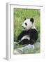 Two Year Old Young Giant Panda (Ailuropoda Melanoleuca), Chengdu, Sichuan, China, Asia-G&M Therin-Weise-Framed Photographic Print