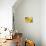 Two Yellow Chrysanthemums-Michelle Garrett-Stretched Canvas displayed on a wall
