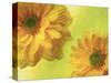 Two Yellow Chrysanthemums-Michelle Garrett-Stretched Canvas