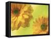 Two Yellow Chrysanthemums-Michelle Garrett-Framed Stretched Canvas