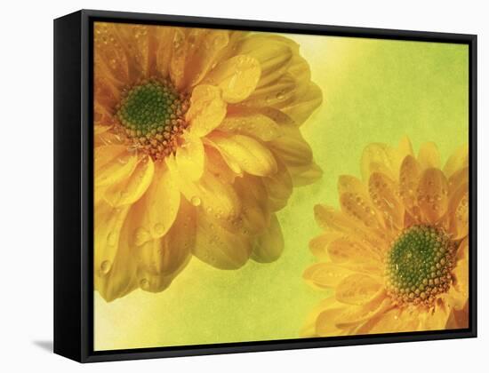 Two Yellow Chrysanthemums-Michelle Garrett-Framed Stretched Canvas