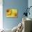 Two Yellow Chrysanthemums-Michelle Garrett-Stretched Canvas displayed on a wall