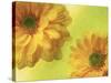 Two Yellow Chrysanthemums-Michelle Garrett-Stretched Canvas