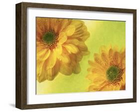 Two Yellow Chrysanthemums-Michelle Garrett-Framed Photographic Print