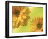 Two Yellow Chrysanthemums-Michelle Garrett-Framed Photographic Print