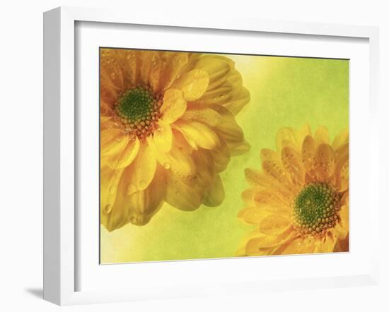 Two Yellow Chrysanthemums-Michelle Garrett-Framed Photographic Print