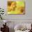 Two Yellow Chrysanthemums-Michelle Garrett-Photographic Print displayed on a wall