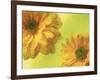 Two Yellow Chrysanthemums-Michelle Garrett-Framed Photographic Print