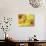 Two Yellow Chrysanthemums-Michelle Garrett-Photographic Print displayed on a wall