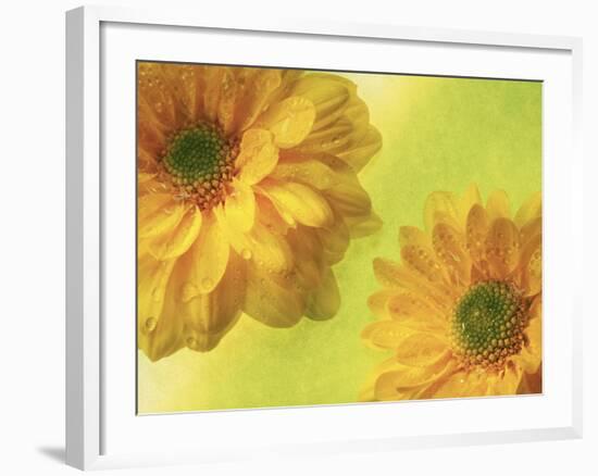 Two Yellow Chrysanthemums-Michelle Garrett-Framed Photographic Print