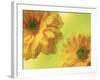 Two Yellow Chrysanthemums-Michelle Garrett-Framed Photographic Print