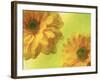 Two Yellow Chrysanthemums-Michelle Garrett-Framed Photographic Print