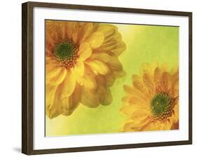 Two Yellow Chrysanthemums-Michelle Garrett-Framed Photographic Print