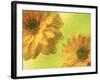Two Yellow Chrysanthemums-Michelle Garrett-Framed Photographic Print