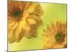 Two Yellow Chrysanthemums-Michelle Garrett-Mounted Photographic Print