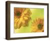 Two Yellow Chrysanthemums-Michelle Garrett-Framed Photographic Print