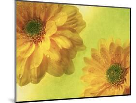 Two Yellow Chrysanthemums-Michelle Garrett-Mounted Photographic Print