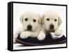 Two Yellow Goldidor Retriever Pups Lying on a Slipper-Jane Burton-Framed Stretched Canvas