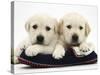 Two Yellow Goldidor Retriever Pups Lying on a Slipper-Jane Burton-Stretched Canvas