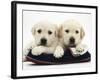 Two Yellow Goldidor Retriever Pups Lying on a Slipper-Jane Burton-Framed Photographic Print