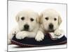 Two Yellow Goldidor Retriever Pups Lying on a Slipper-Jane Burton-Mounted Photographic Print